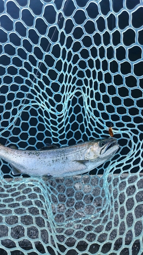 サクラマスの釣果