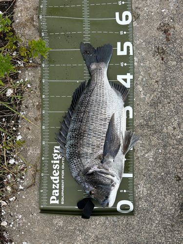 チヌの釣果