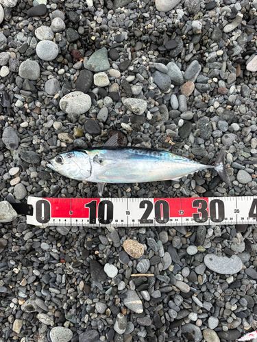 マルソウダの釣果