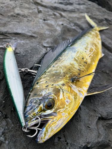 シイラの釣果