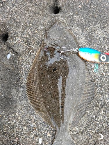 ヒラメの釣果