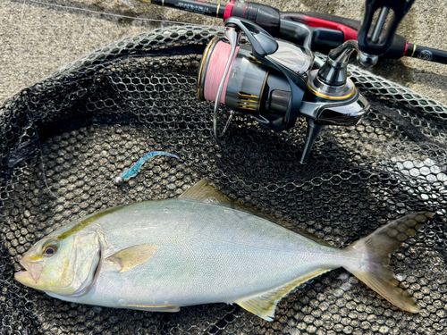 ショゴの釣果