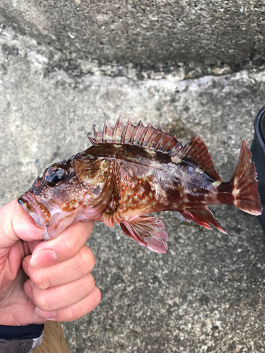 カサゴの釣果