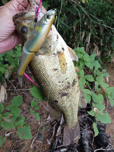 ラージマウスバスの釣果