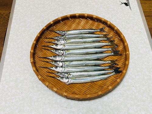 サヨリの釣果