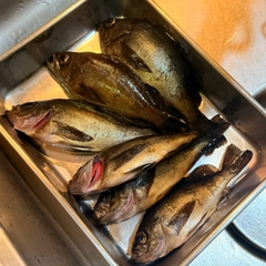 クロメバルの釣果