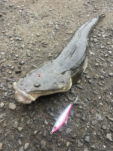 マゴチの釣果