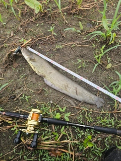 ナマズの釣果