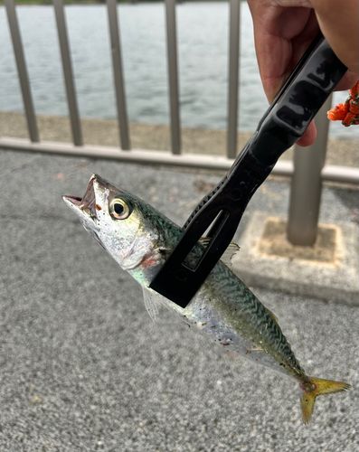サバの釣果