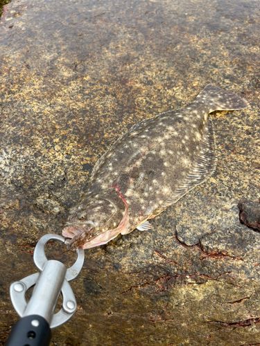 ソゲの釣果