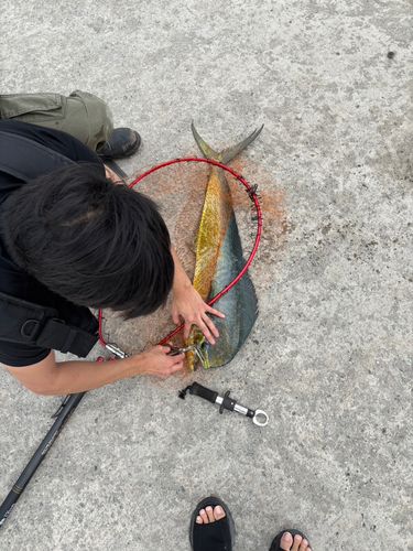 シイラの釣果