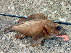 エゾメバルの釣果