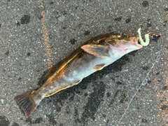 アイナメの釣果