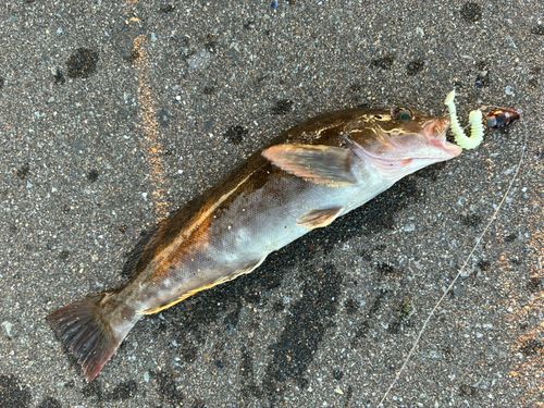 アイナメの釣果