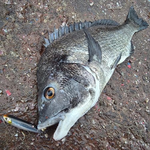 クロダイの釣果