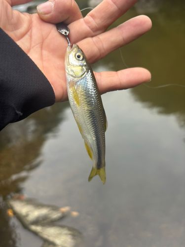 カワムツの釣果