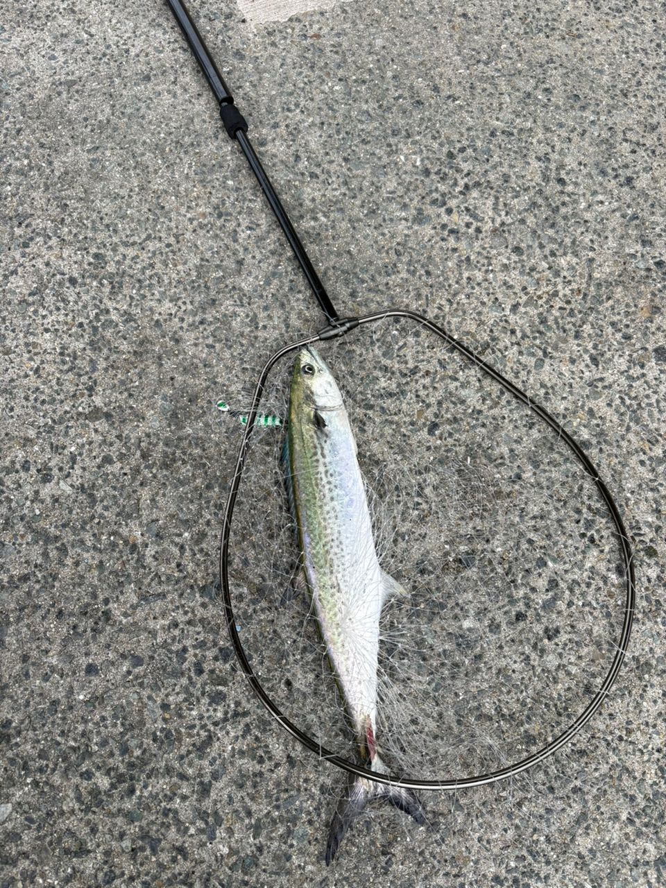 DAIWA 23レグザ LT5000-CXHの最安値・インプレ・釣果 | 本音の口コミが