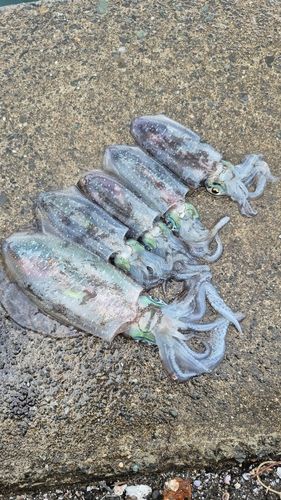 アオリイカの釣果