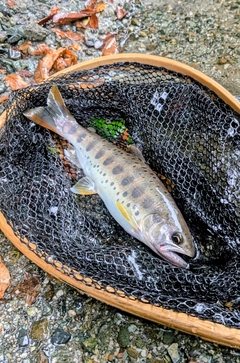ヤマメの釣果