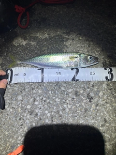 サバの釣果