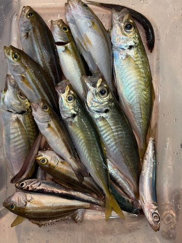 アジの釣果