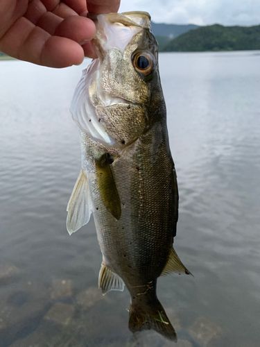 スズキの釣果