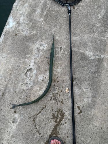 ダツの釣果