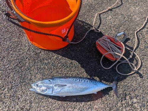 ソウダガツオの釣果