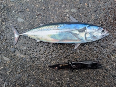 ソウダガツオの釣果