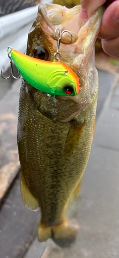 ブラックバスの釣果
