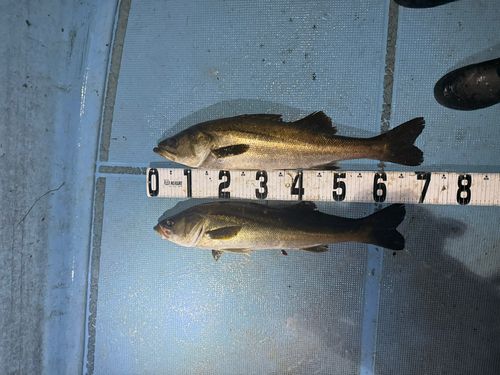 シーバスの釣果