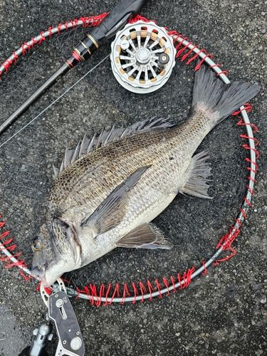 クロダイの釣果