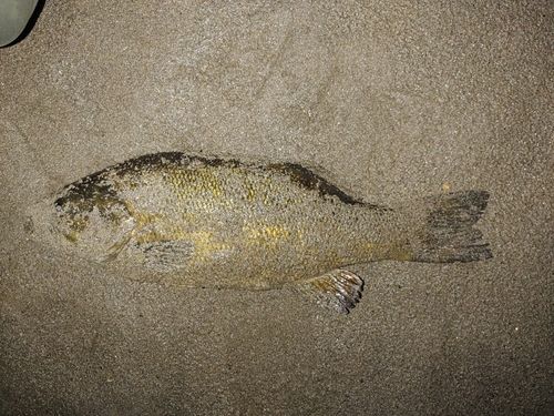 スモールマウスバスの釣果