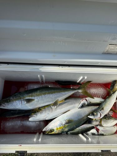 ハマチの釣果
