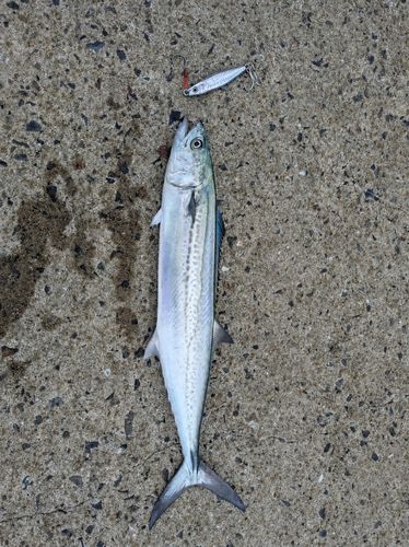 サゴシの釣果