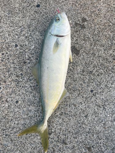 ワカシの釣果
