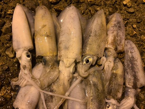 アオリイカの釣果