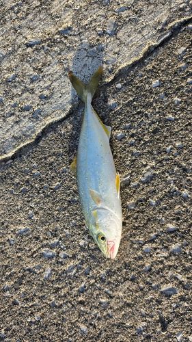 ワカシの釣果