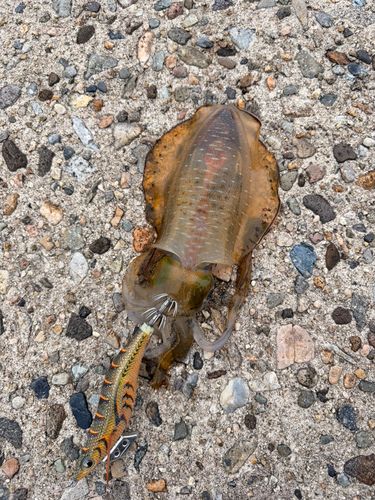 アオリイカの釣果