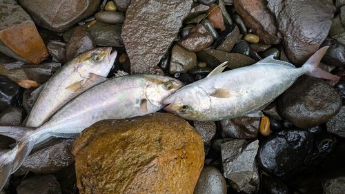 ネリゴの釣果