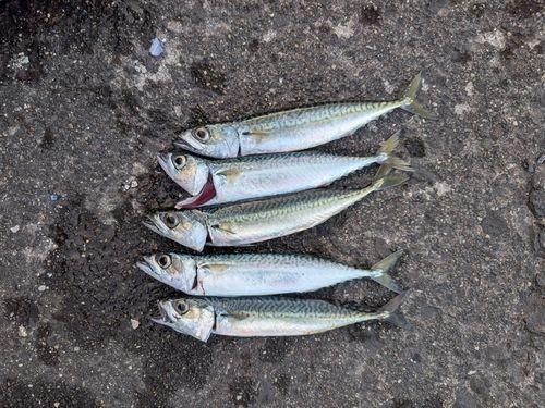 サバの釣果