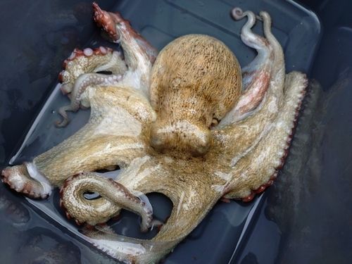 タコの釣果