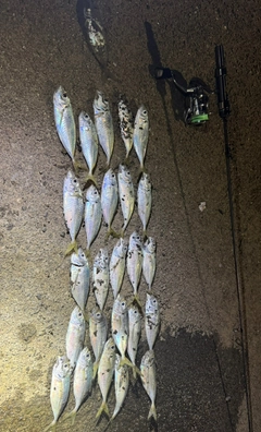 アジの釣果