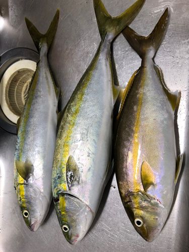 イナダの釣果