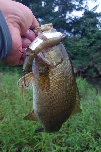スモールマウスバスの釣果
