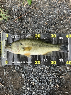 ラージマウスバスの釣果