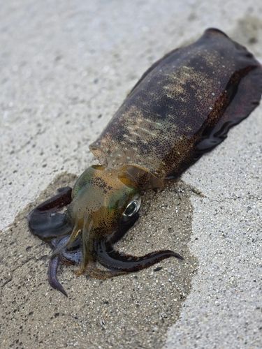 アオリイカの釣果