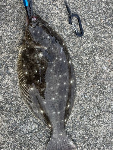 ヒラメの釣果