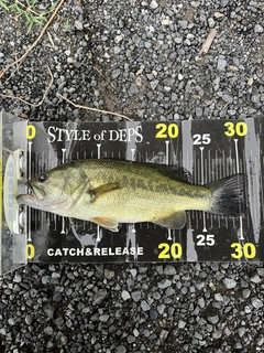 ラージマウスバスの釣果