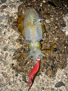 アオリイカの釣果